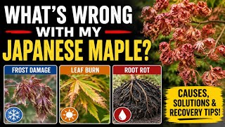 Famous What’s Wrong With My Japanese Maple? | How to Identify and Tips to Fix Net Worth