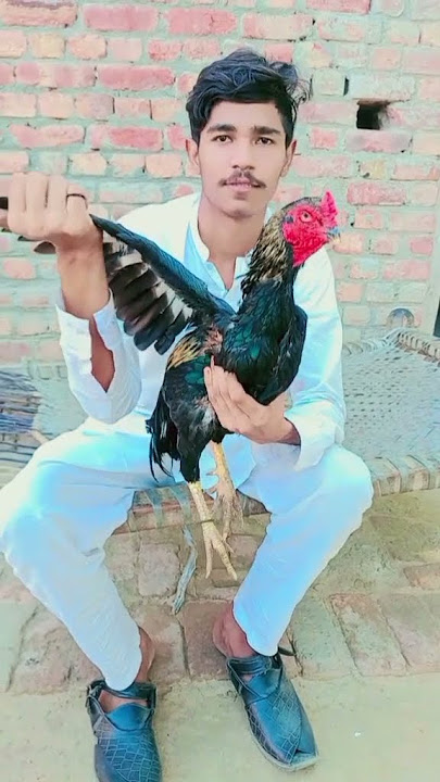 Shok away ty ni pory hondy