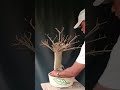 How refining a ficus lipstick bonsai.