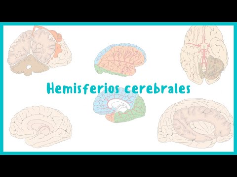 Vídeo: Diferencia Entre Cerebro Y Corteza Cerebral