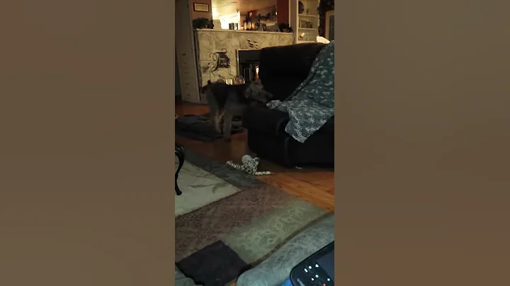 Cabin fever dog