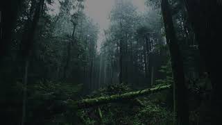 Relaxing summer forest. Fog and rain in a gloomy forest 3 hours