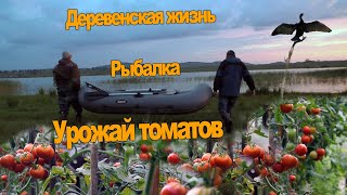 Жизнь в Сибирской деревне / Рыбалка / Собираю томаты в теплице.