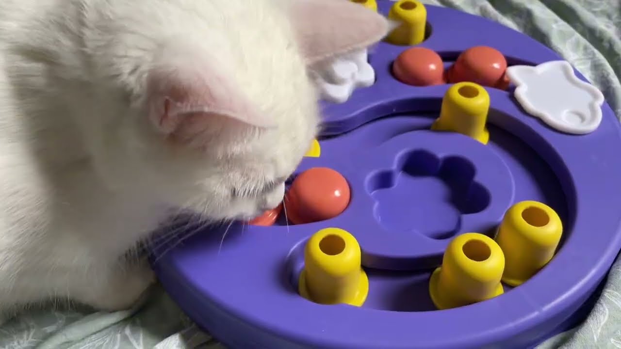 Мими интеллектуально развивается 🤣