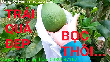 Hướng dẫn cắt tỉa quả và sử dụng túi bọc quả bưởi da xanh