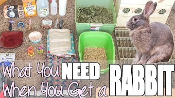 What You Need When You Get A Rabbit