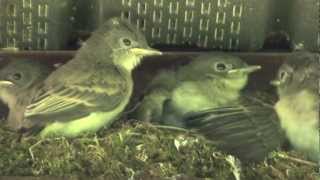 Raising Baby Birds by nwwmark 16,705 views 11 years ago 6 minutes, 48 seconds