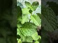 पुदीना को balcony में grow करने के लिए #pudina #balconygardening #balcony #vegetablegardening