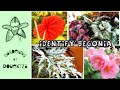 How to Identify a Begonia || What Begonia Do I Have?