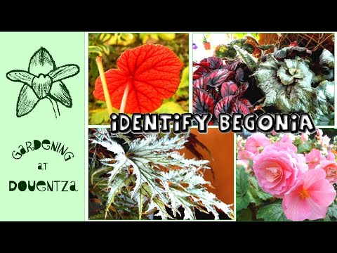 Video: Finding Begonia Classification Through The Begonia Leaves