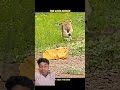 The Lion Missed… Then Came Back With a Trap #viral #comedy #wildlife #viralvideo