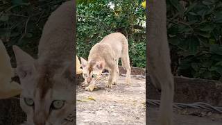 viral billi catbala  shorts  billi cat whatsappstatus