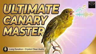 Download lagu MASTERING THERAPY : BEST SCOTCH FANCY CANARY SINGING – STIMULATE YOUR BIRD TO SING INSTANTLY