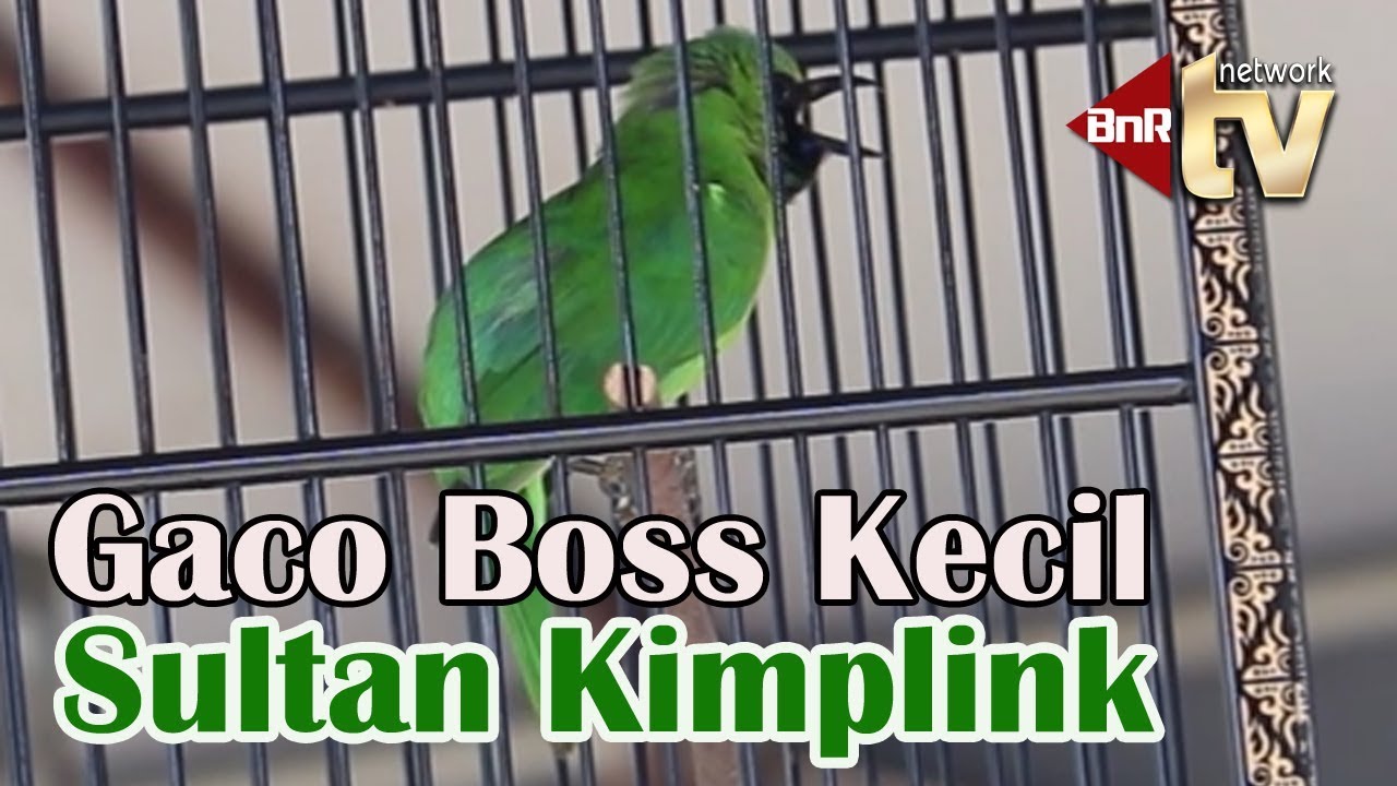 CUCAK IJO SK Milik Hendra Kecil Si ANAK SMP MEWAH NGEROL NEMBAK PANJANG