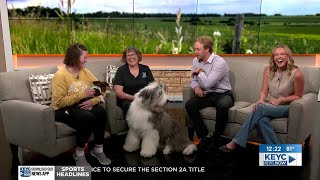Kato Living - Key City Kennel Club