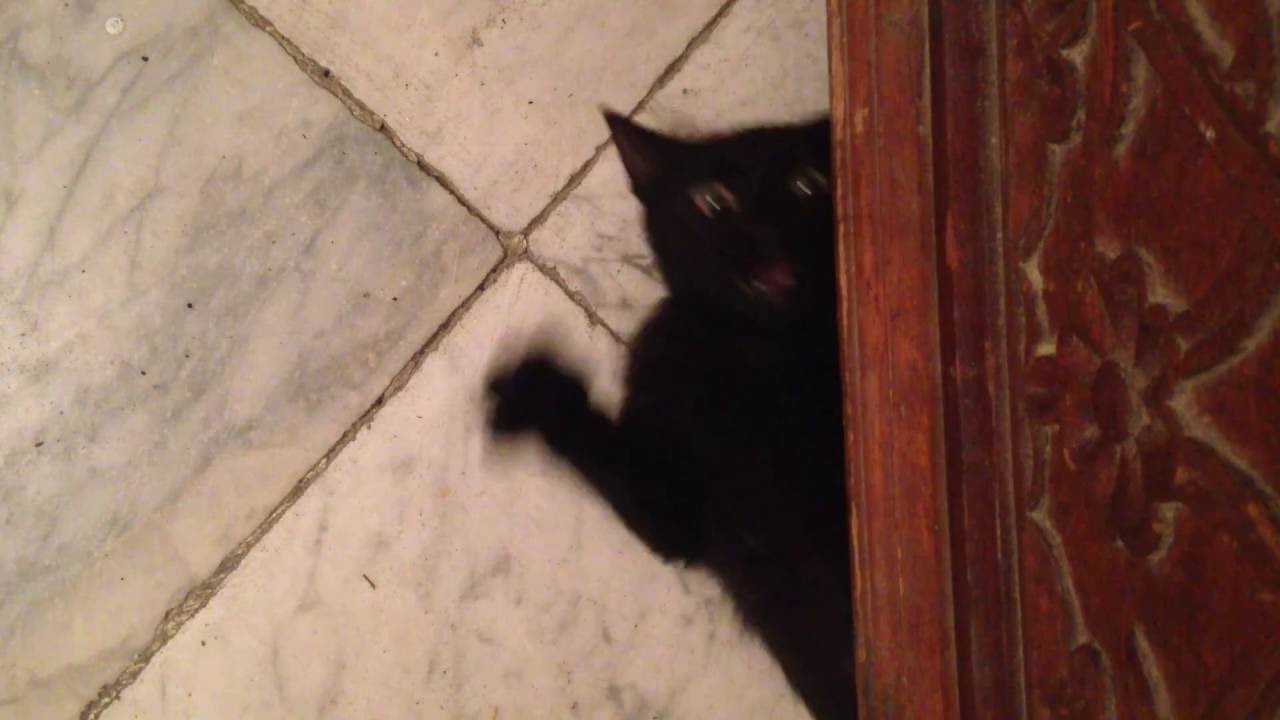 crazy black cat