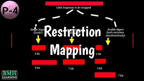 Restriction Mapping | Fingerprint Mapping | Optical Mapping | Types Of Physical Mapping |