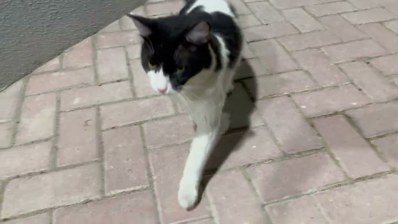 the energetic  stray cat breed