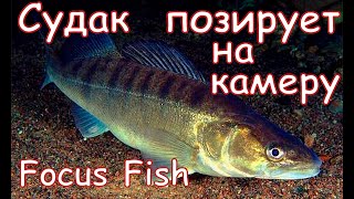 Судак позирует для подводной камеры FocusFish by Shus Fishing 276 views 1 year ago 22 seconds