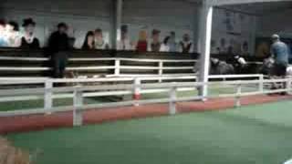 Miniature Horse Race screenshot 5