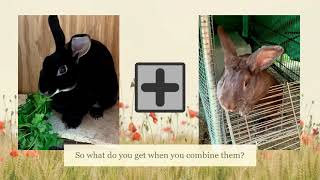 Sports Performance Breeding Mini Rex to a Tamuk then what you get when you use those does and breed to a Castor Rex