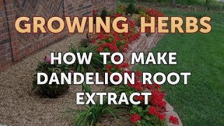 How to Make Dandelion Root Extract