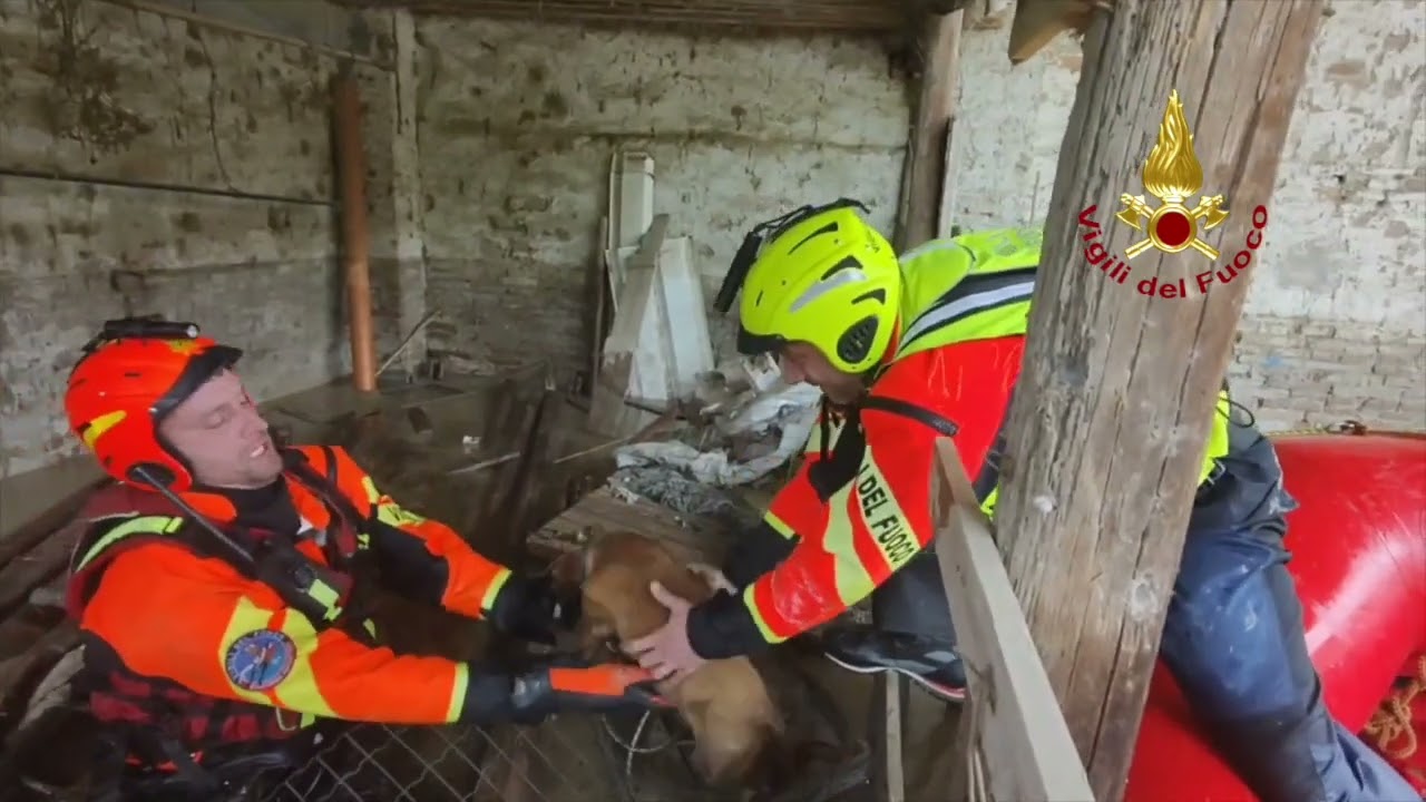 Faenza cagnolino soccorso dai vigili del fuoco
