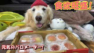 【食用旺盛】ハイシニアになった今、食欲がある事だけが救いです。寝てる時間も長くなりましたが、まだまだこれからです！