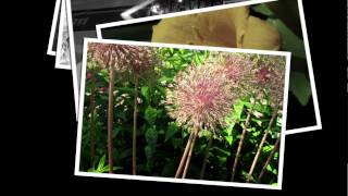 fourth of july Slideshow Display