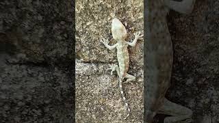 WOW!!! menemukan tokek kecil disamping rumah😱😱😱🦎🦎🦎 #shorts #tokekrumah #hewanunik