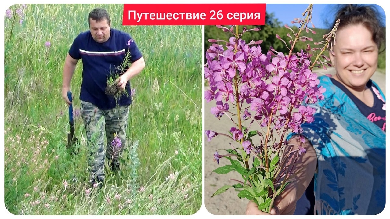 26 серия. Путешествие 2021 г. Пытаемся пересадить Иван-Чай на дачу.  Дорога в Болгар.