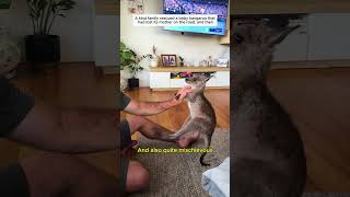 Rescued a baby kangaroo that had lost its mother #kangaroo #wildlife #rescue #cute #animals #shorts