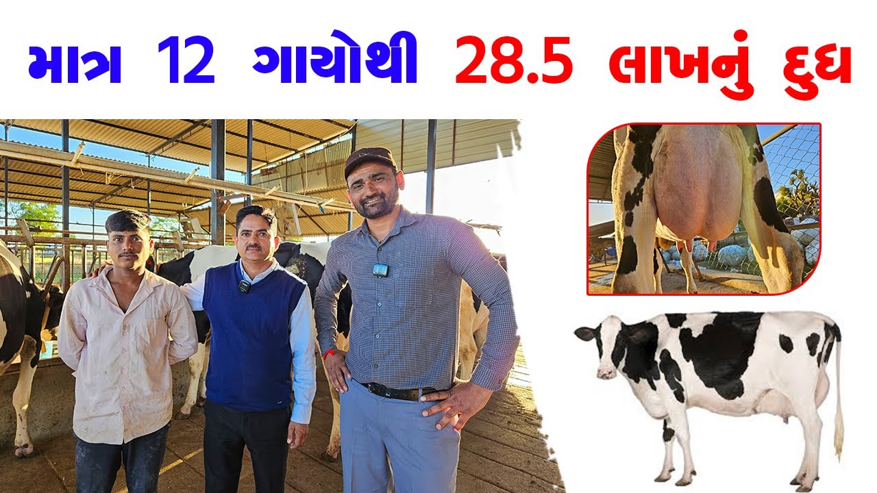 માત્ર 12 ગાયોથી 28 5 લાખનું દુધ. #ektadairyfarming #prakashchaudhary #cow #top