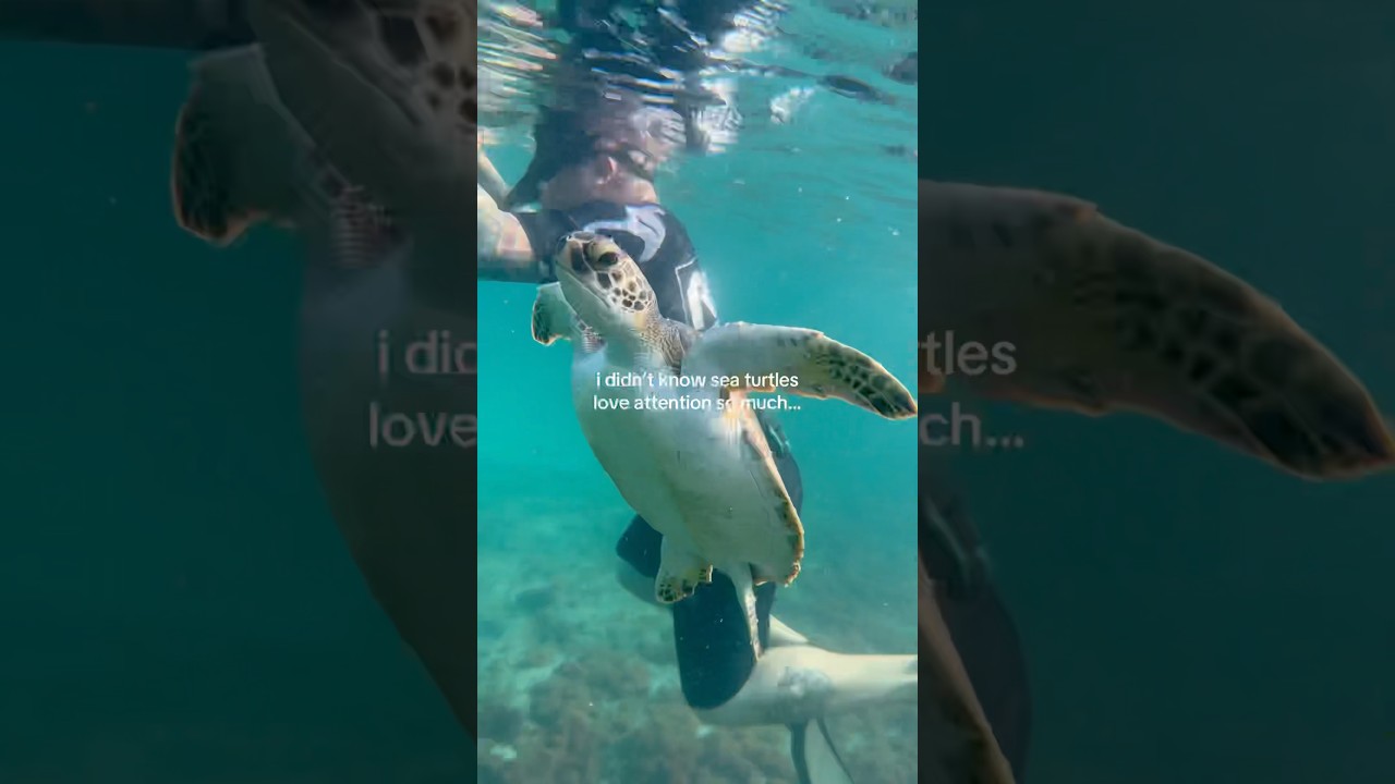 this turtle saw his friend getting all the attention 😂 