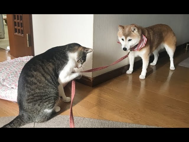 柴犬のお散歩出発を邪魔する猫　Cat playing with Shiba Inus lead