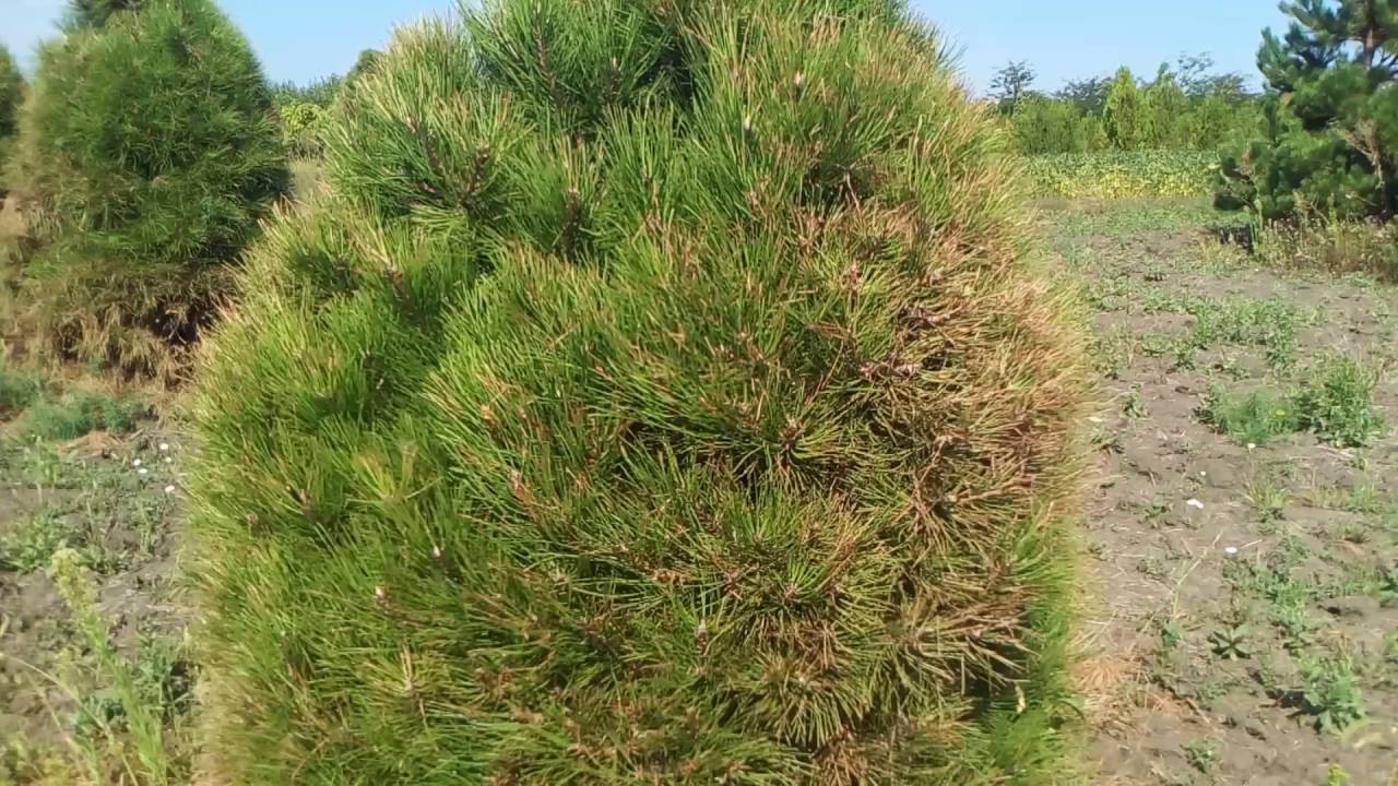 Хвойная видео. Сосна черная Hornibrookiana. Pinus nigra 'Hornibrookiana'. Pinus nigra austriaca. Сосна черная Пирамидалис.