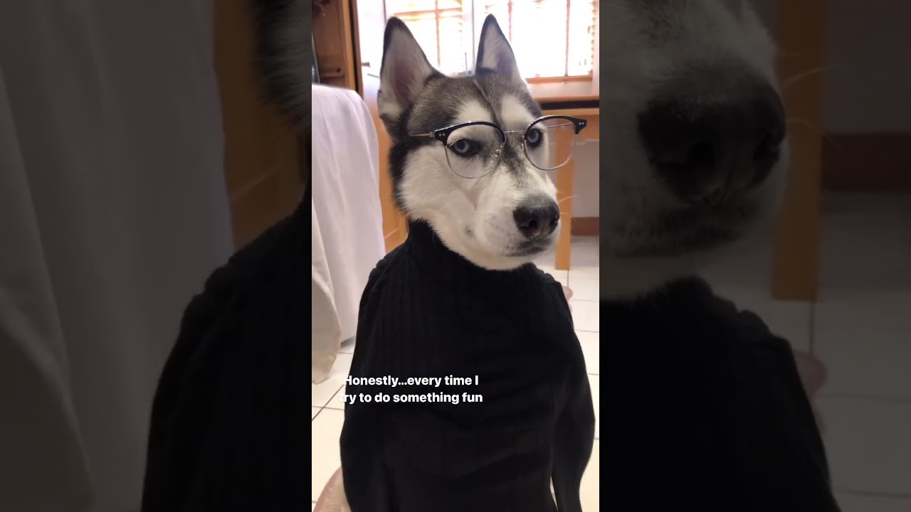 Speaking fur ALL dogs to their HOOMANS😒 