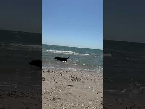 Одесская область.Катранка #animals #лесной #животные #hunting #море #отдых #природа#blacksea #funny