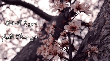 سورة الدخان برواية قالون عن نافع - بصوت القارئ: أبو هريرة الليبي