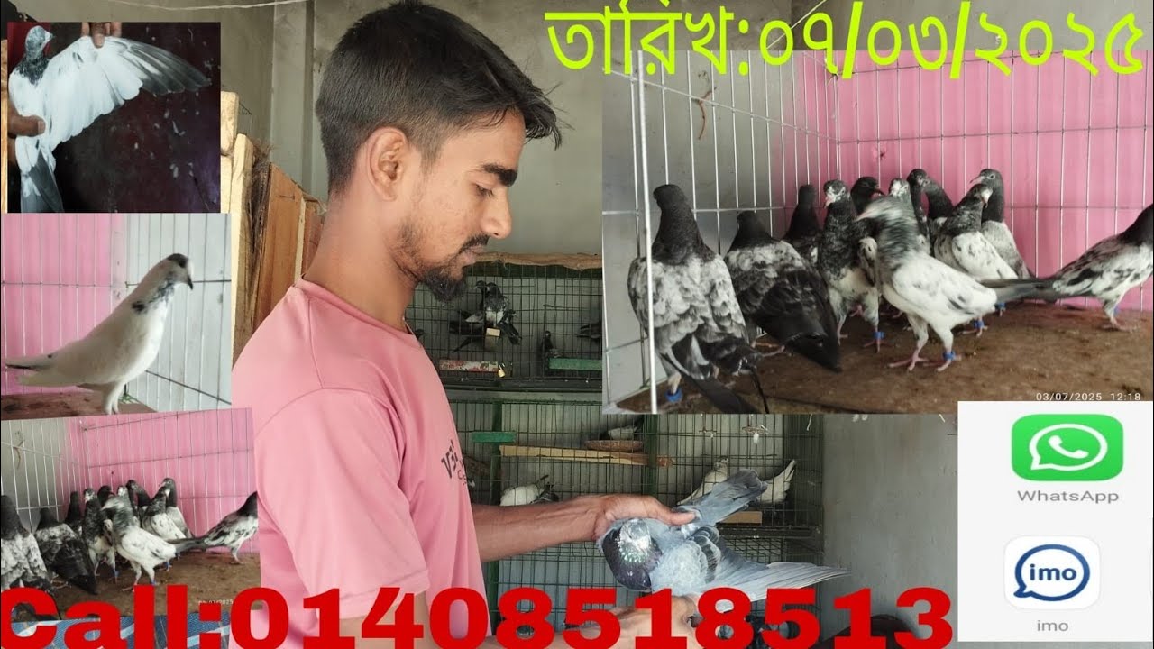 %ওমান টেডি ডাবল ট্যাগ টেডি চীনা টেডি  চুহা থার্টিফাইভ ৩৫ সকল প্রকার কবুতর সেল গ্যারান্টি  সৌরভ ওআলা%