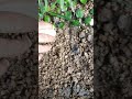 Testis mashrum in the world....Name is (Khara Putu) it mashrum so rareable...