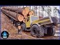 250 extreme dangerous biggest wood logging truck  operator skill working at another level