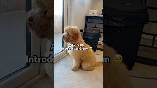 Can You Guess Barneys Age ?