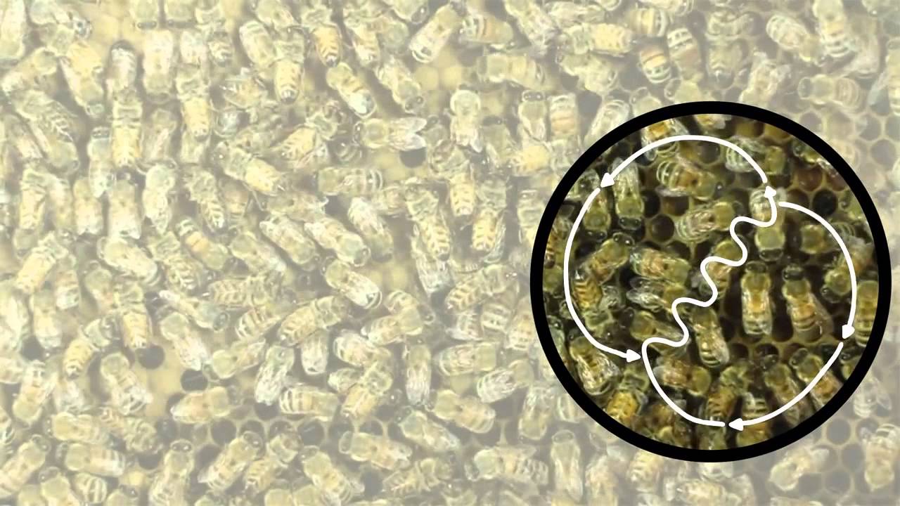 Karl von Frisch   ST JE