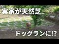 【 熊本帰省 】まるで自分の家のように走り回るトイプードルが面白すぎた / ティーカッププードル 成犬 / 実家帰省 GW ゴールデンウィーク / 東京 都内夫婦暮らし / dog poodle