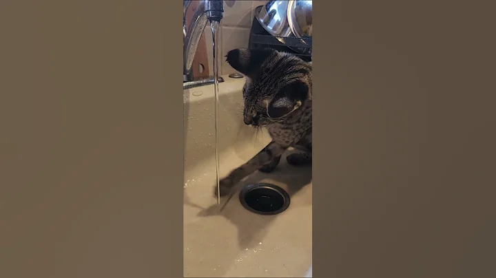 Watch the video about Savannah cat Sophia loves water #alvikittens #alvisale #funnycat #cat #savannah #everyone