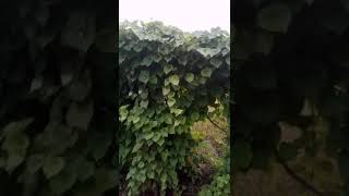 Budi Daya Pohon Gembili