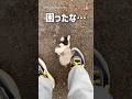迷い猫?困ったな…