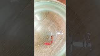 Fighter Fish // Lucky for Home #trending #viral #shorts #fish #fighterfish #pets #fishfood