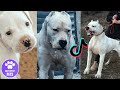 Dogo Argentino are Badass and Cute | Tiktok Compilation
